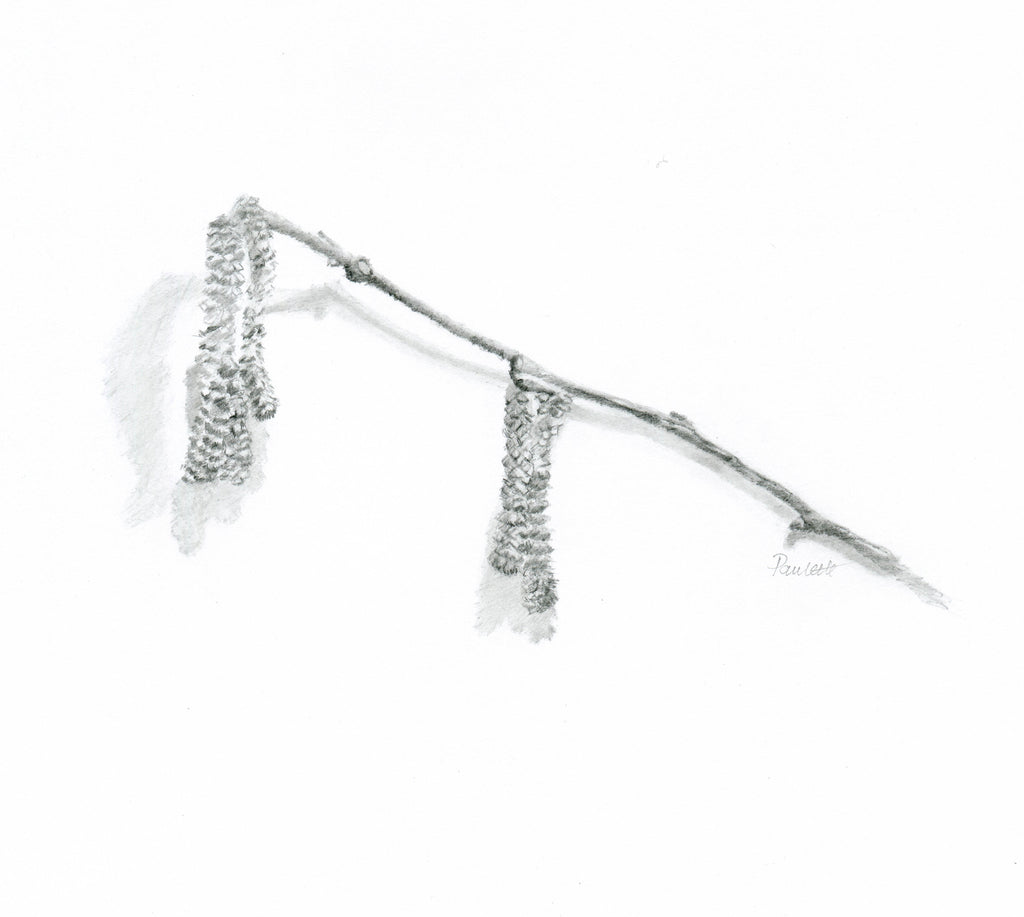 graphite pencil drawing of catkins