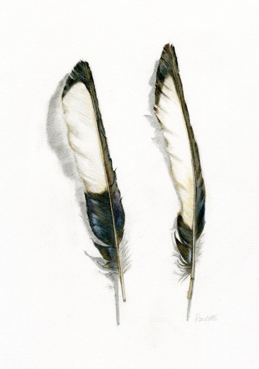 pencil mixed media watercolour magpie feathers