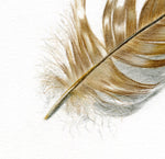 Buzzard Feather