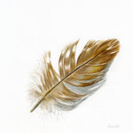 Buzzard Feather