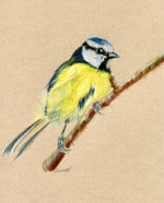 an original watercolour painting of a bluetit sitting on branch on brown paper