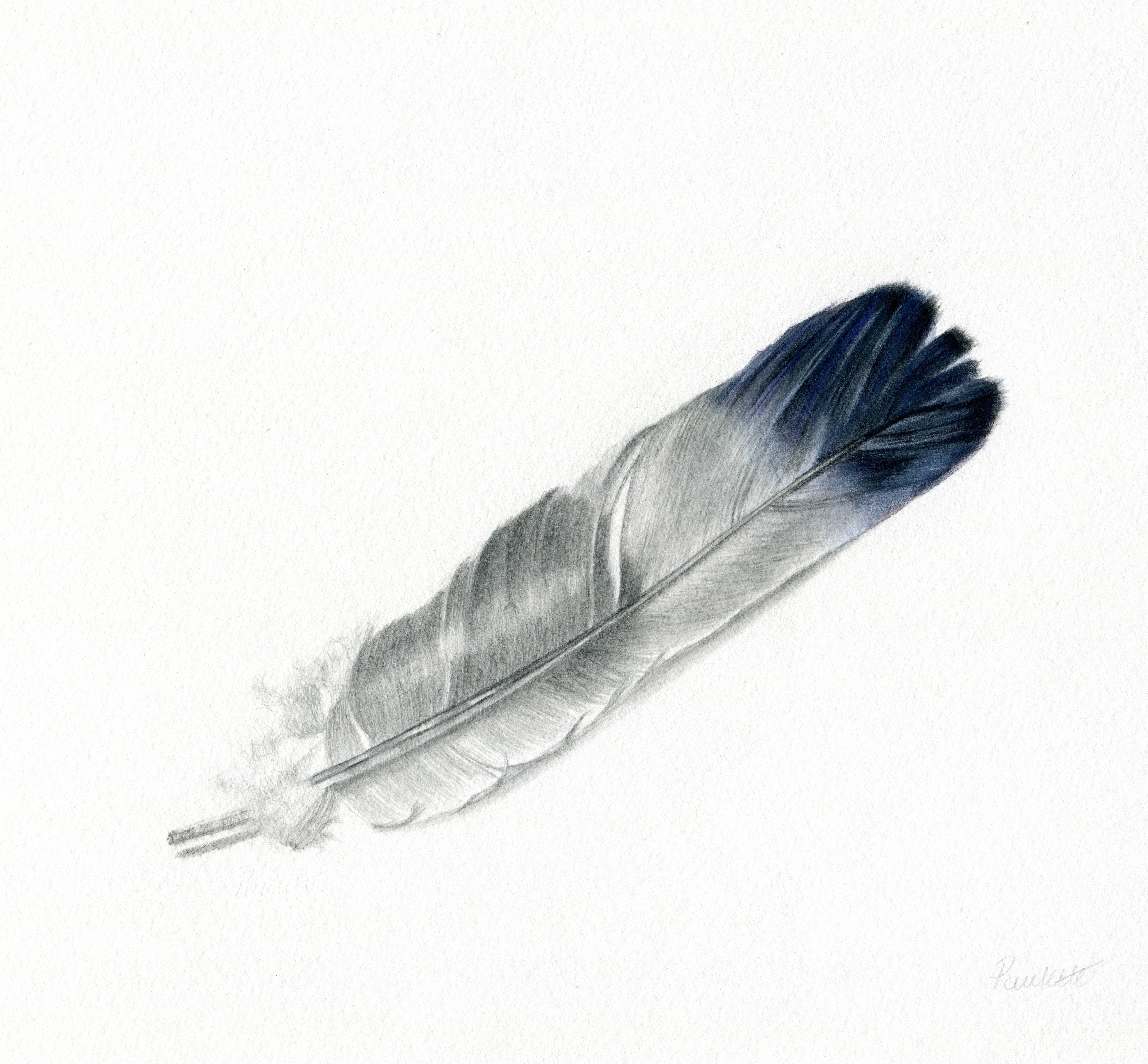original mixed media drawing of a magpie's feather