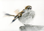 sparrow original charcoal and watercolour drawing