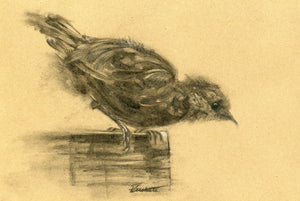 original charcoal drawing of a sparrow about to leap off the bird table drawn on brown paper