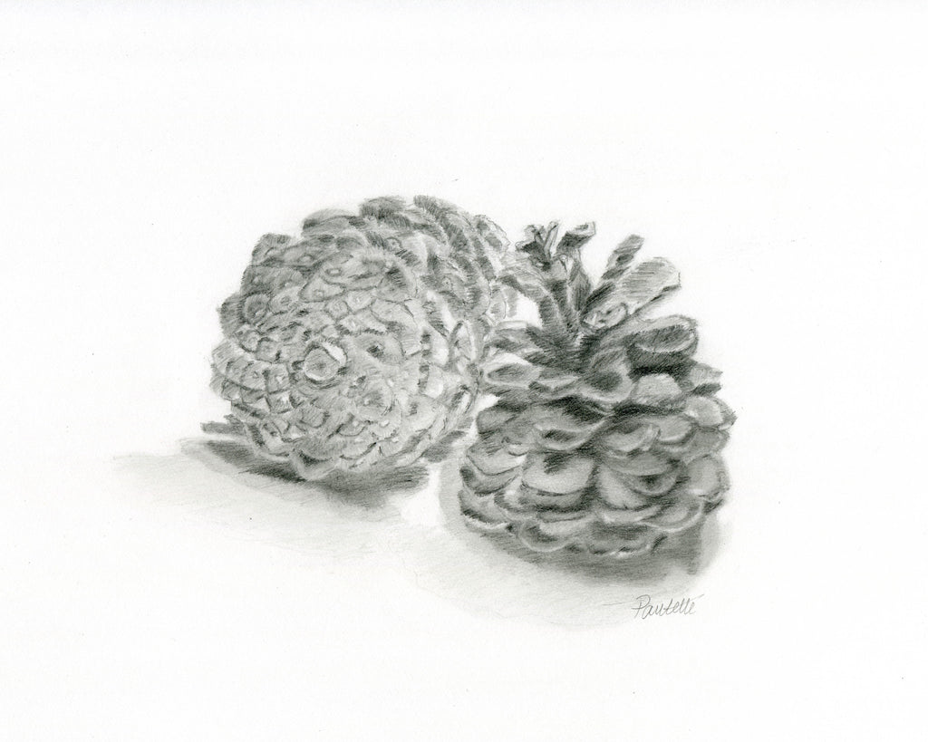 graphite drawing of pine cones drawn on bristol strathmore paper